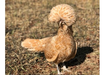 Raças de galinhas ornamentais: Conheça as mais exóticas e belas